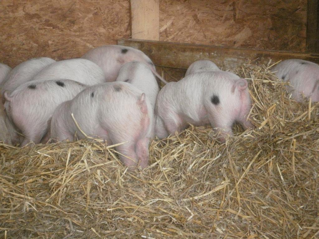 Stone Hill Farm B&B, Shrawley (giá cập nhật năm 2026)