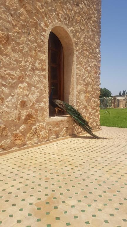 a umbrella sticking out of a window of a building at Gîte avec piscine privé in Agadir