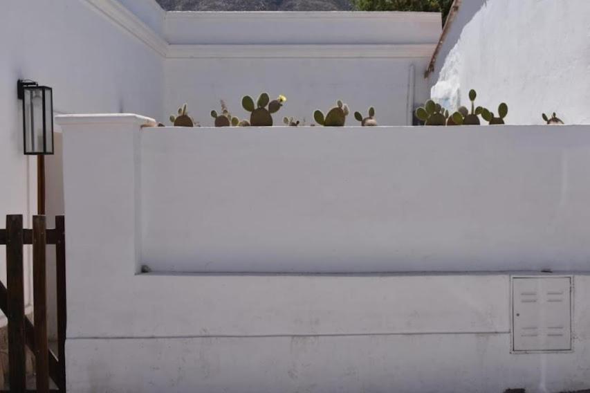 biała ściana z rośliną na górze w obiekcie CASA ATELIER w mieście Tilcara