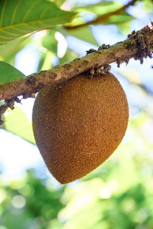 Fotografie z fotogalerie ubytování Hacienda La Huerta Puerto Plata, 1 BDR v destinaci San Felipe de Puerto Plata