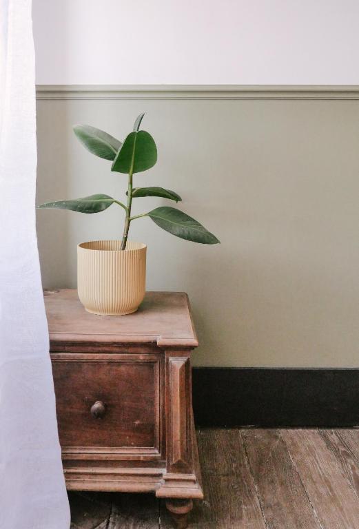 a plant sitting on top of a wooden table at La Maison Pieuse in Villiers-Saint-Benoît