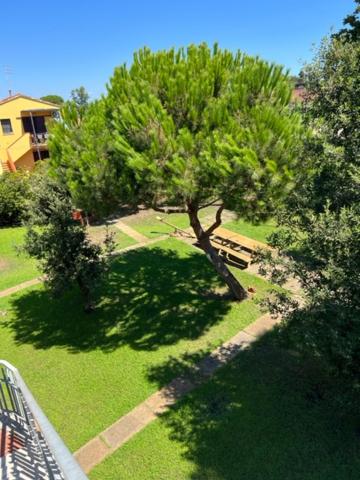 une vue sur un parc avec un arbre et un banc dans l'établissement Complesso Oasi, à Tirrenia