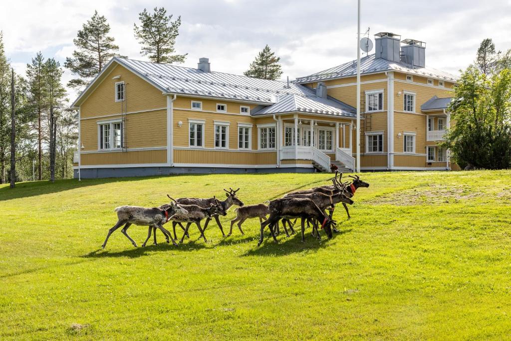 a group of deer running in front of a house at House of Northern Senses in Ruka