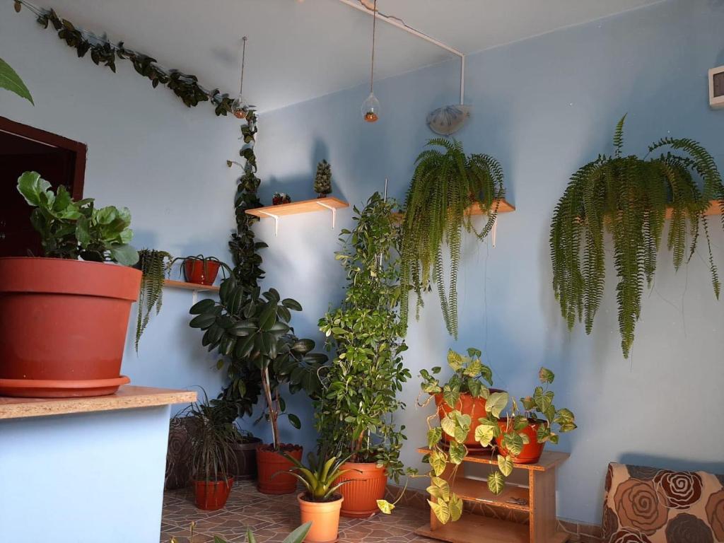 a room with lots of potted plants on the wall at Casa Ana in Bucharest