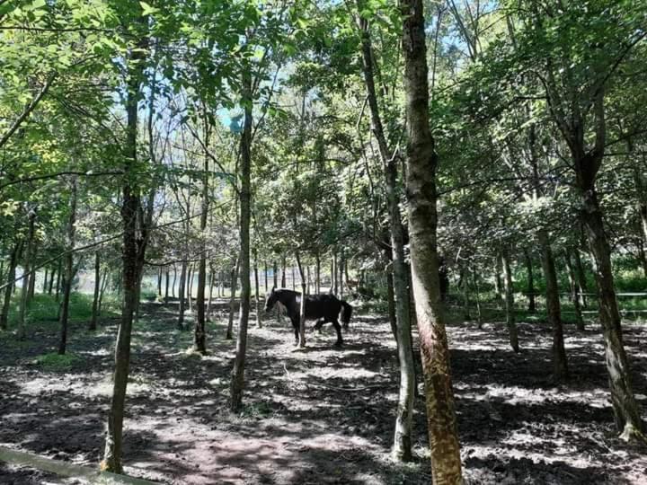 Zwierzęta w apartamencie lub w pobliżu