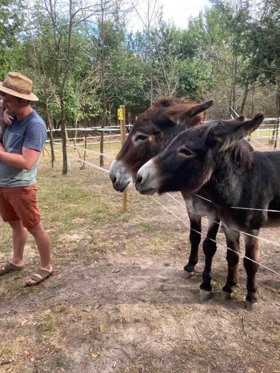 a man is standing next to two donkeys at Loire Valley Llama Farm Stay in Lavernat