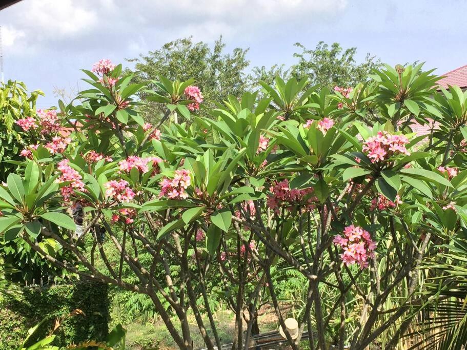Zahrada ubytování Banda Aceh Batoh Homestay - private - fits up to 8 persons