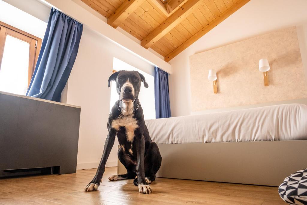 a dog sitting on the floor in a bedroom at Crocevia - Locanda carsica contemporanea in Trieste