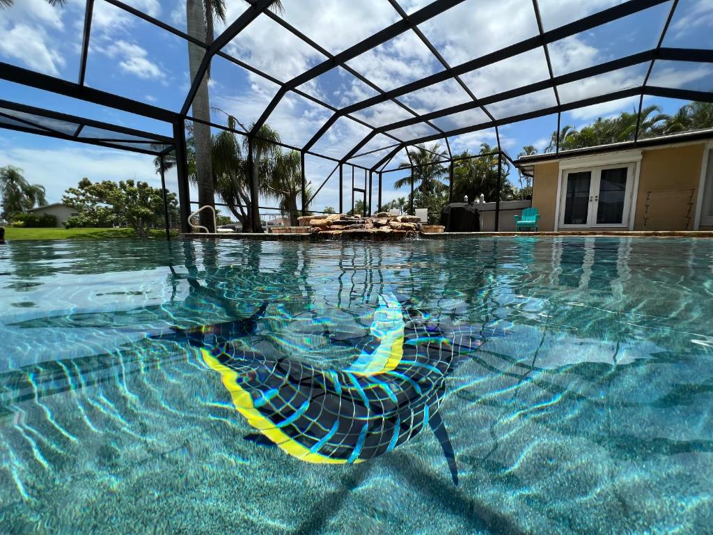 a stingray in the water in a swimming pool at Villagoona in Cape Coral