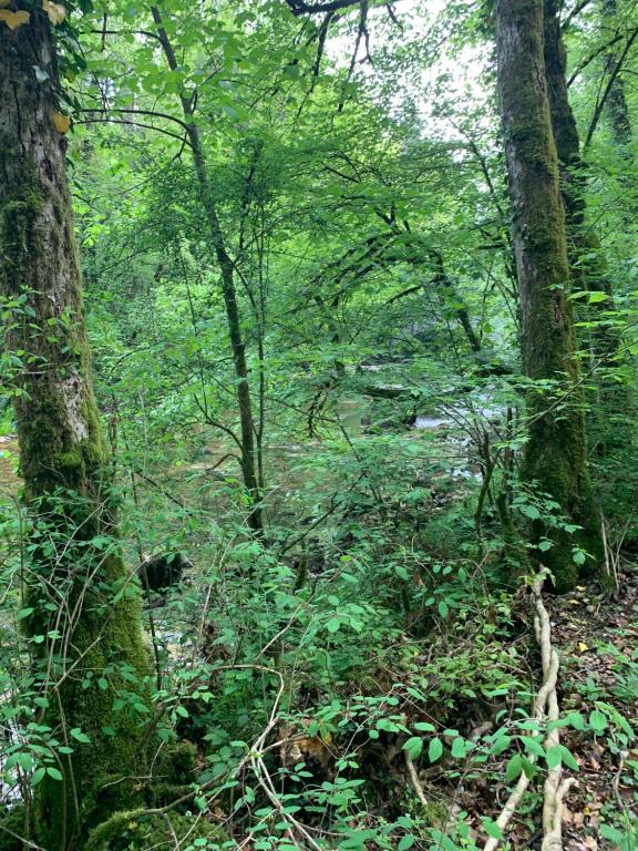 une forêt remplie de nombreux arbres et plantes dans l'établissement EVASIONLOISIRS, 