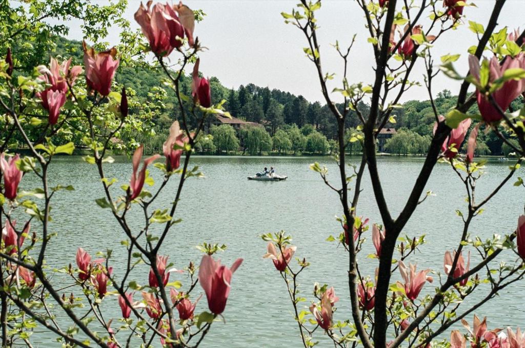 a lake filled with lots of colorful flowers at Lopota Lake Resort & Spa in Napareuli