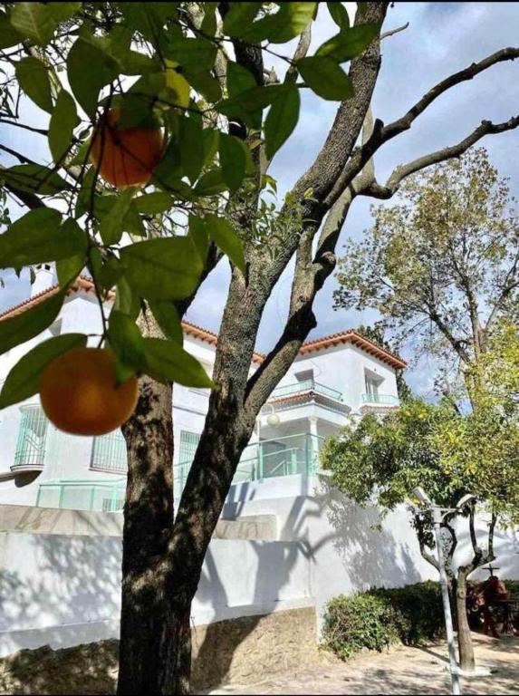 Nuevo Los Almendros 206 Complejo Turístico