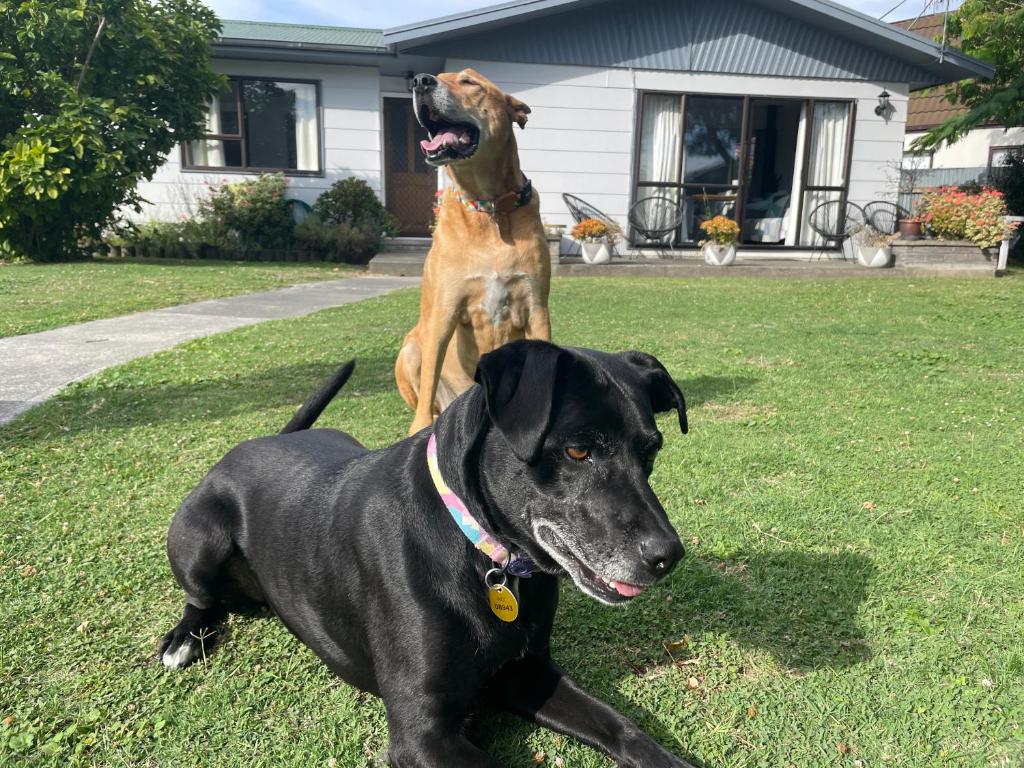 a dog standing on top of a black dog at Greenmeadows Napier & Pet Friendly in Napier