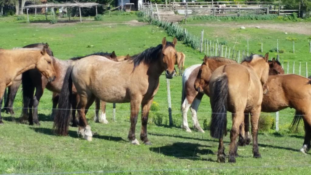 un gruppo di cavalli in piedi in un campo di Estancia Turística Don Joaquín a Scavino