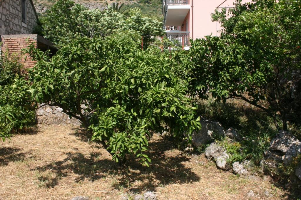 Zahrada ubytování Apartments by the sea Podaca, Makarska - 6874