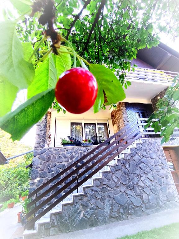 a red tomato hanging from a tree in front of a house at Grandma's apartment in Velika