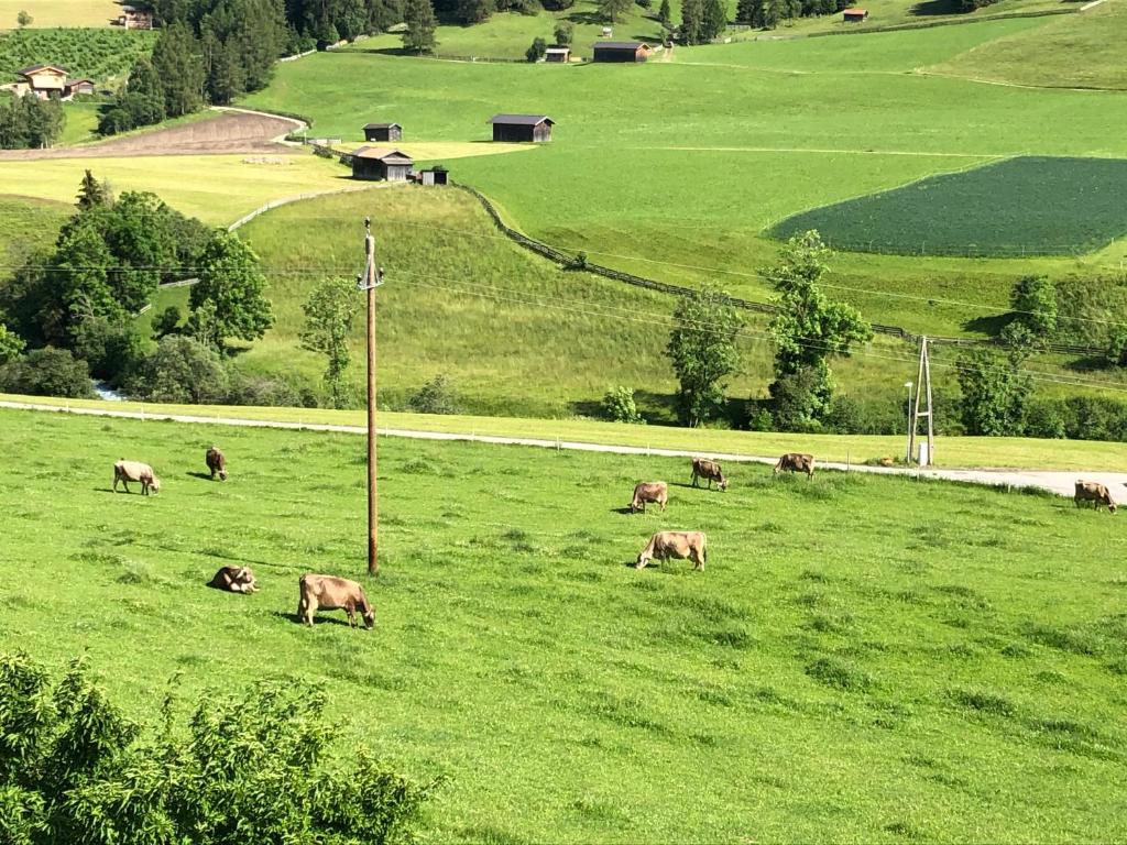 a herd of cows grazing in a field at Pranger Hof in Trins