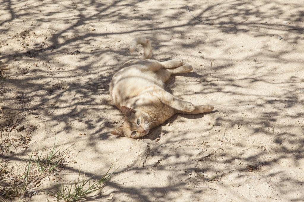 Domácí mazlíčci ubytovaní s hosty v ubytování Taziry Ecolodge Siwa