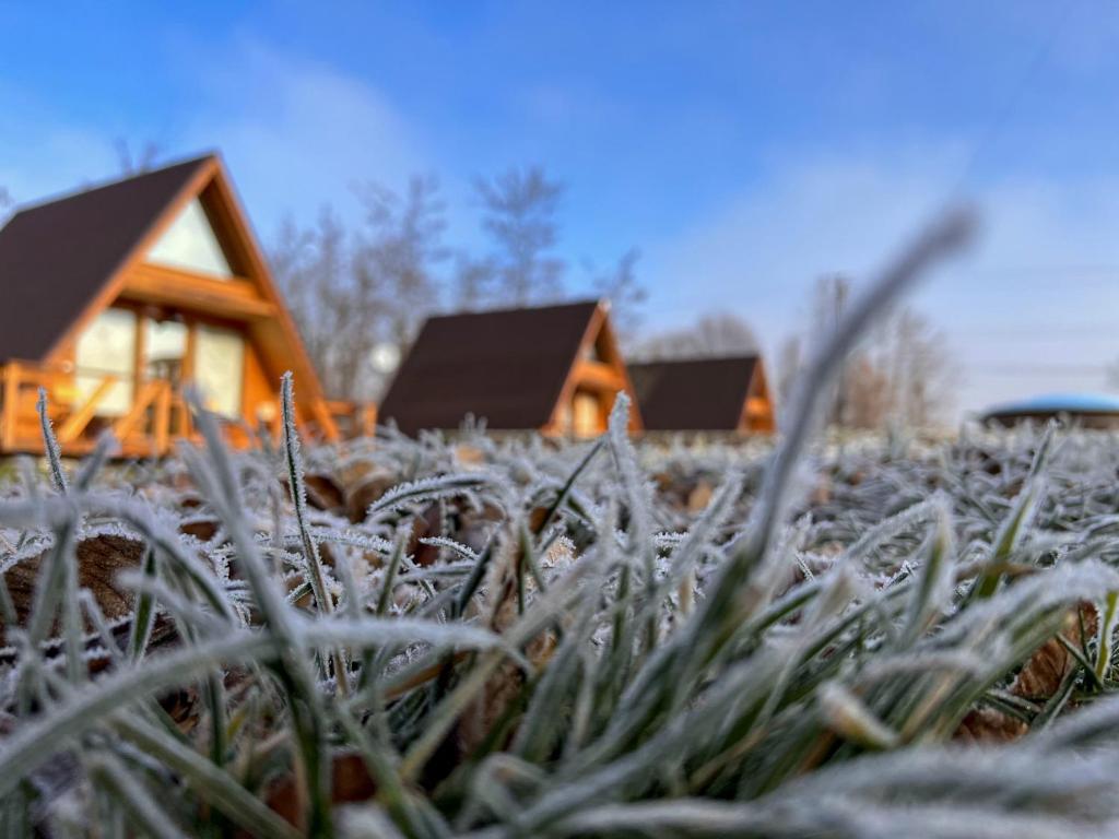 una hierba cubierta de hielo frente a una cabaña de madera en Casute in copac & Case A frame, en Porumbacu de Sus
