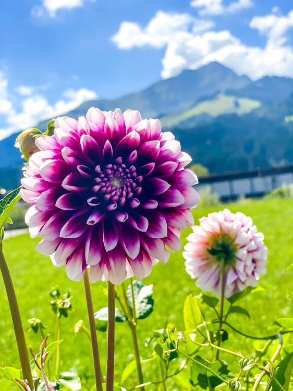 Fotografia z galérie ubytovania Haus Waltl v destinácii Sankt Johann in Tirol