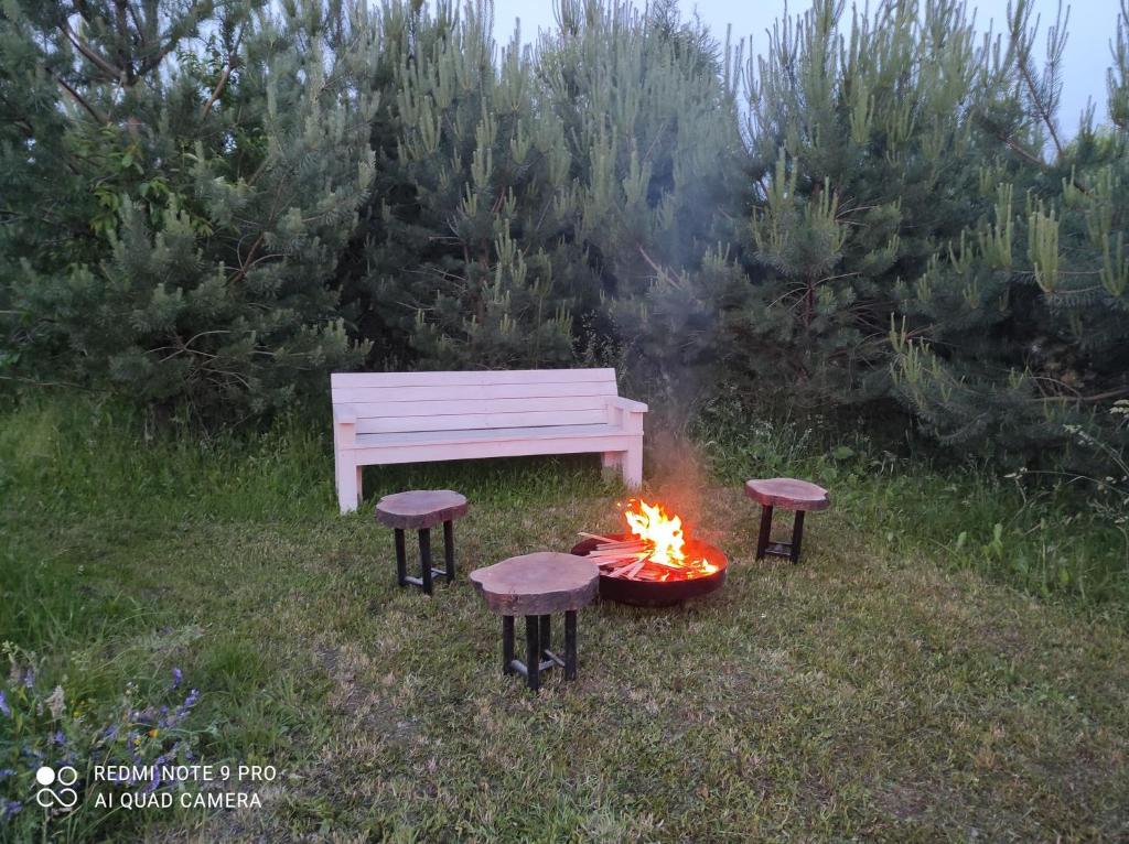 Domki w brzozach