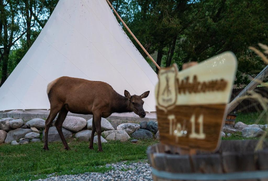 a deer walking in the grass near a pile of rocks at Dreamcatcher Tipi Hotel in Gardiner