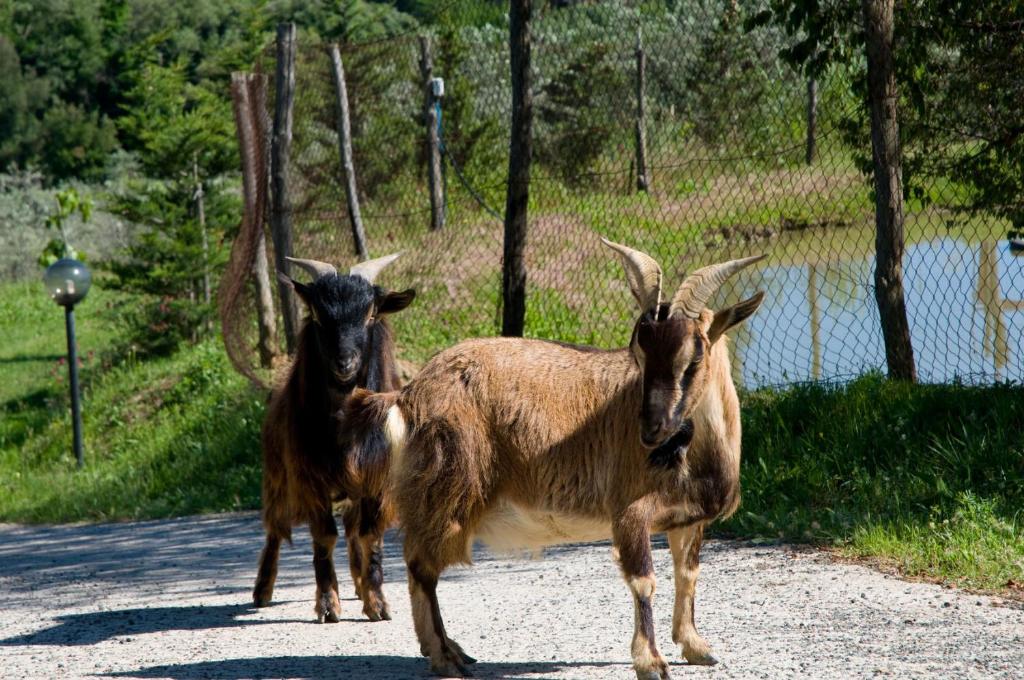 two goats are standing on a road at Agriturismo De Santis in Castiglioncello