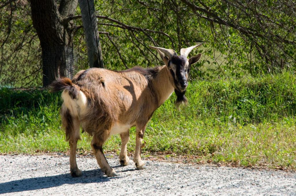 a goat standing on the side of a road at Agriturismo De Santis in Castiglioncello