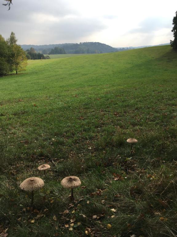 Fotografie z fotogalerie ubytování Apartmán U památného stromu v podkroví v destinaci Česká Lípa