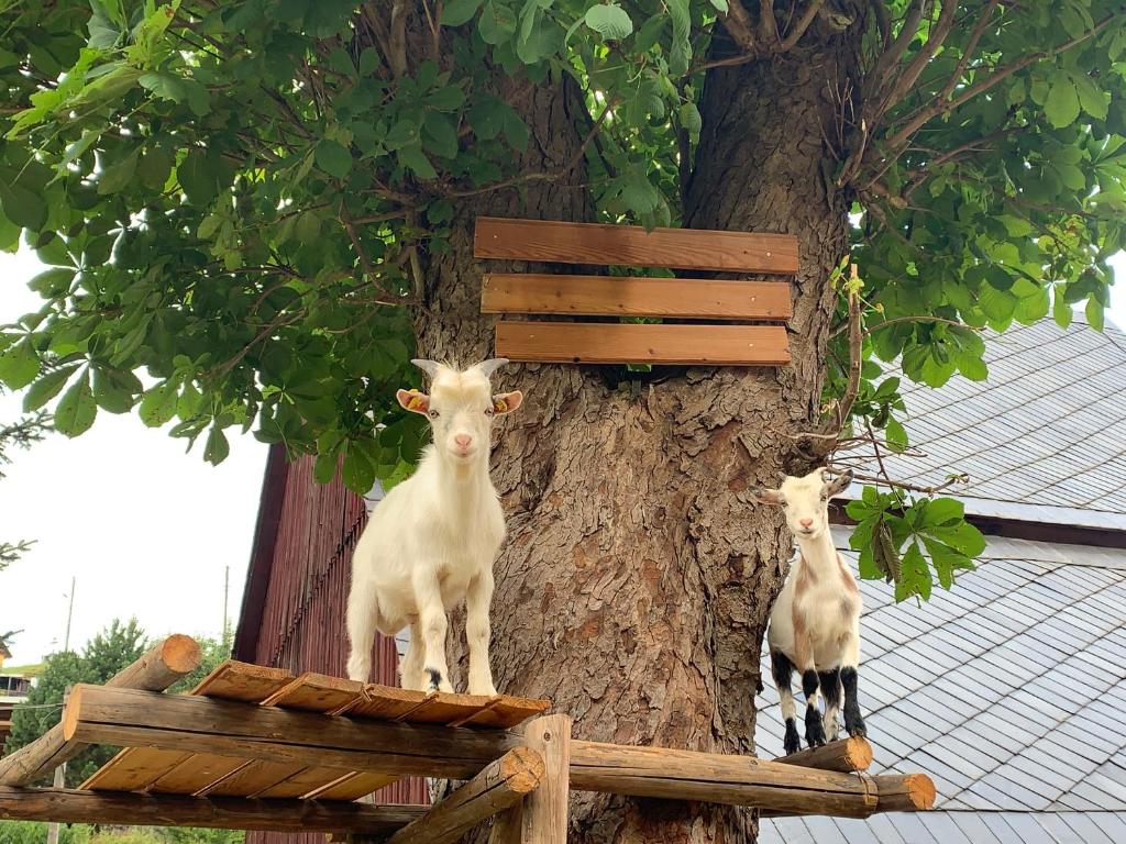 two goats standing on top of a tree at Naturhof Kluge in Saupsdorf