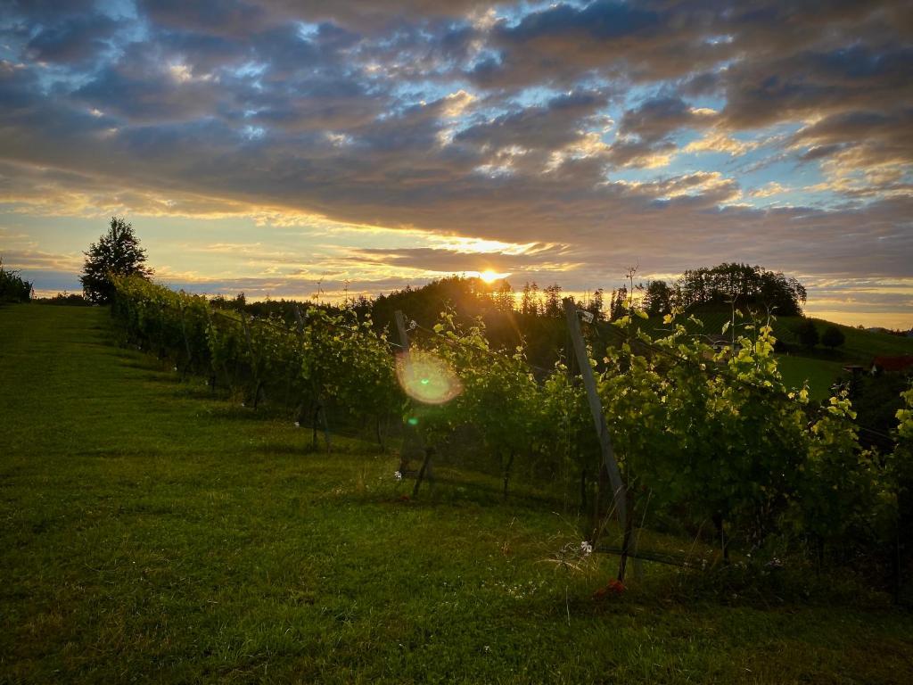 Východ nebo západ slunce při pohledu z penzionu – hostince nebo okolí