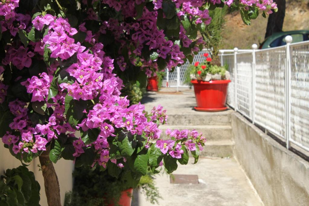 Fotografie z fotogalerie ubytování Apartments with a parking space Podgora, Makarska - 6847 v Podgoře