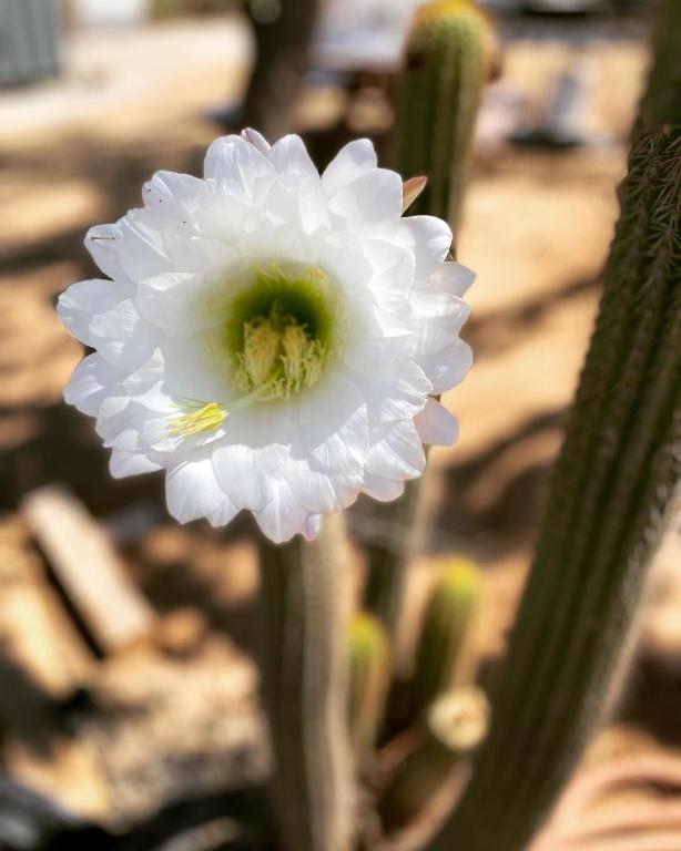 Fotografie z fotogalerie ubytování Ecovino Valle de Guadalupe v destinaci Valle de Guadalupe