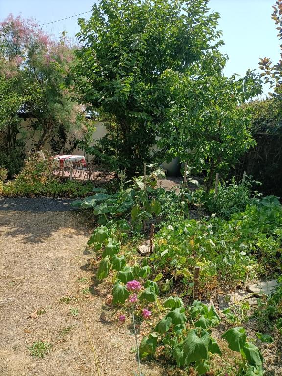 a garden with a lot of plants and a tree at La Ruelle : chambres d&#39;hôtes in Saumur