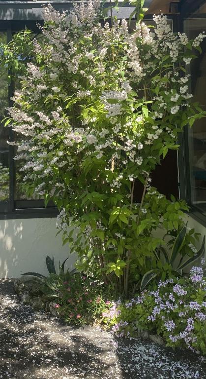 a bush with white flowers in front of a building at La Ruelle : chambres d&#39;hôtes in Saumur