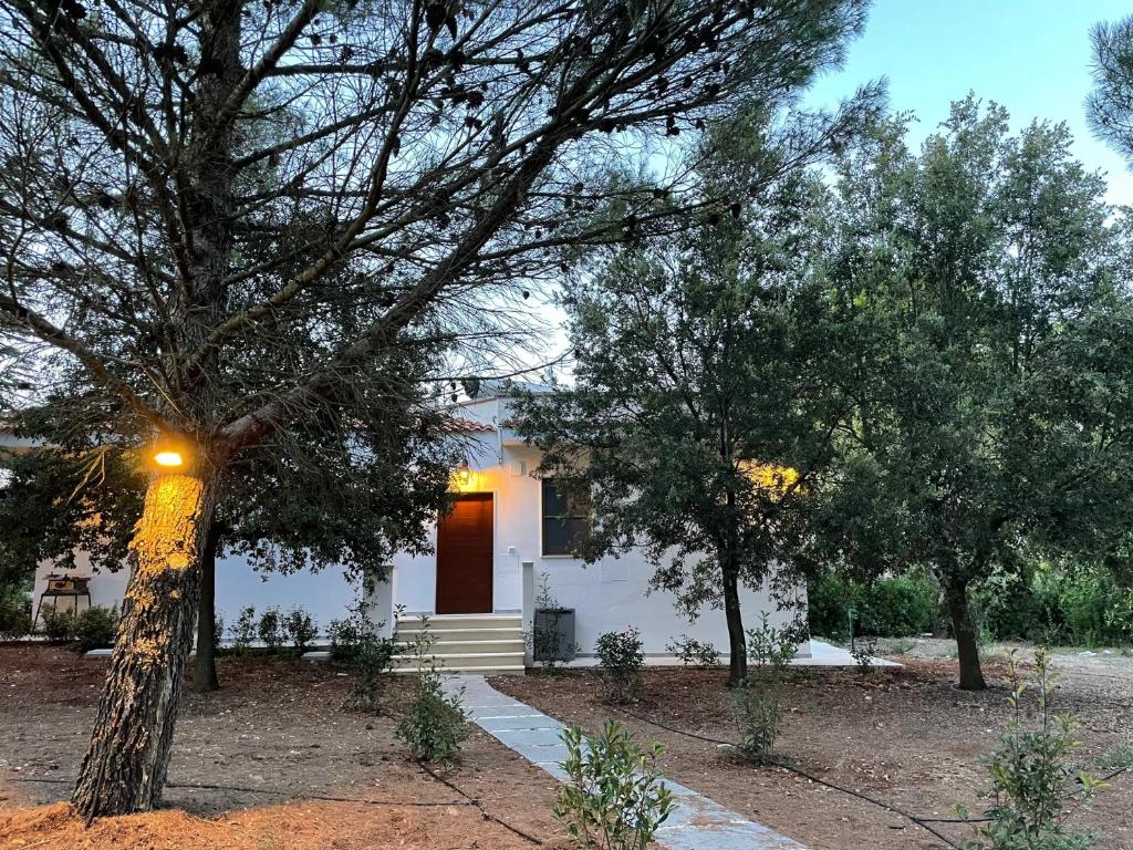 Zahrada ubytování Villa Mastricale