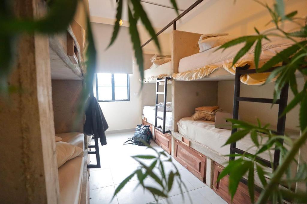 a room with four bunk beds and a plant at Distrito Hostel in Santa Marta