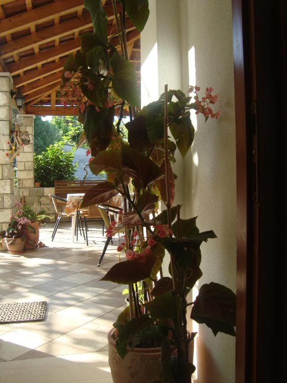 Vonkajšia záhrada v ubytovaní Apartments by the sea Sladjenovici, Dubrovnik - 11531