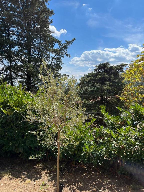 Zahrada ubytování Casa Lastri