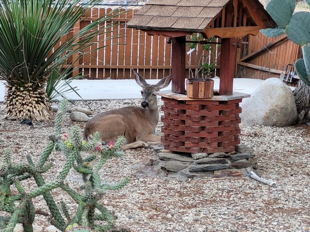 a deer is sitting next to a brick structure at Kernville - walk to River Kern & Downtown in Kernville