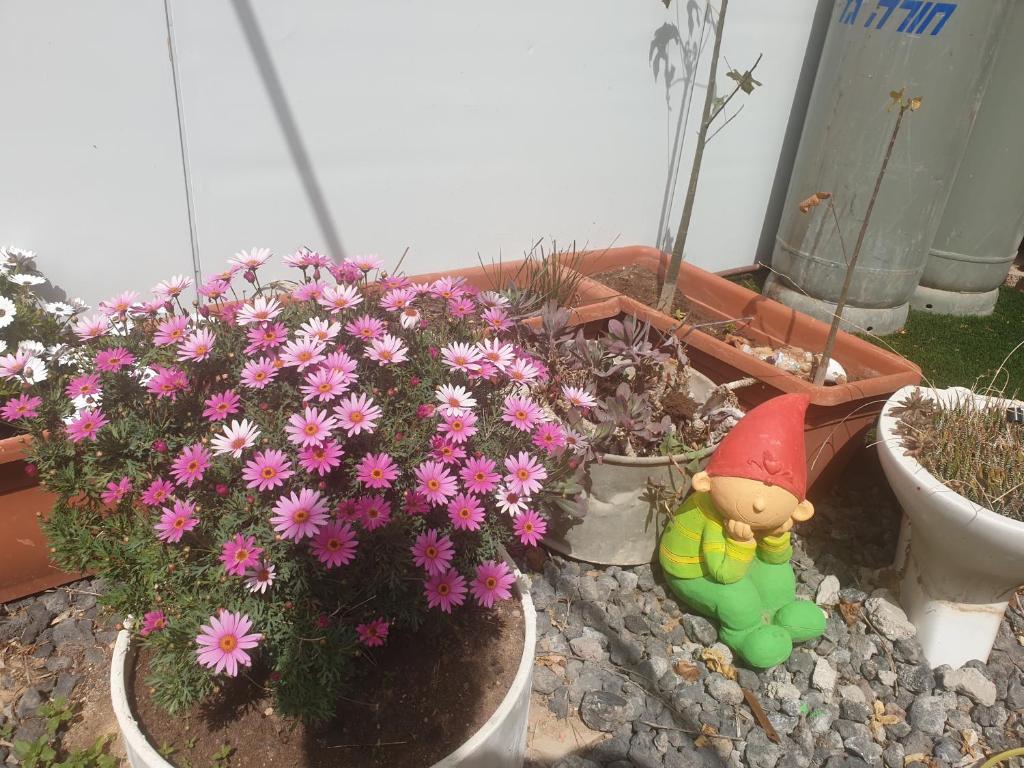Zahrada ubytování חצבים על הואדי