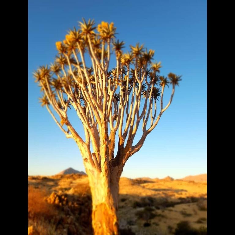 a tree in the middle of the desert at Achab Self Catering Tent in Usakos