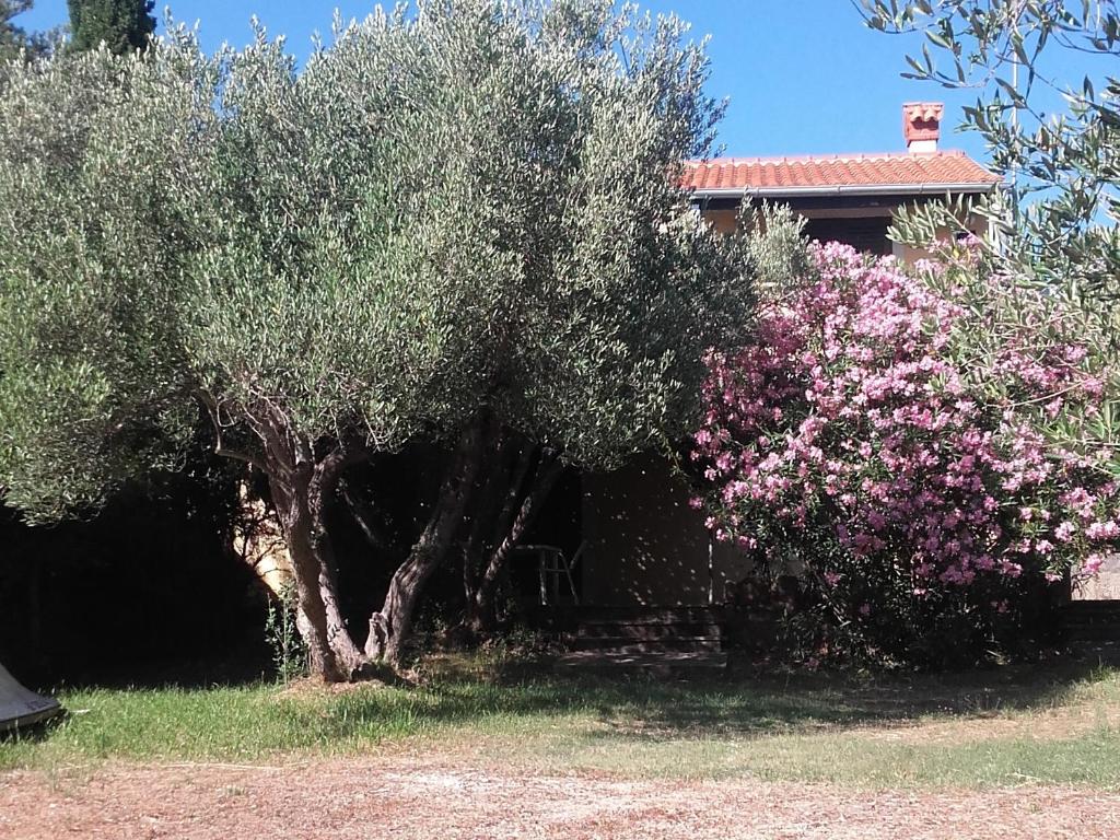 a tree with pink flowers in front of a house at Apartments by the sea Cove Pogana, Cres - 14172 in Nerezine