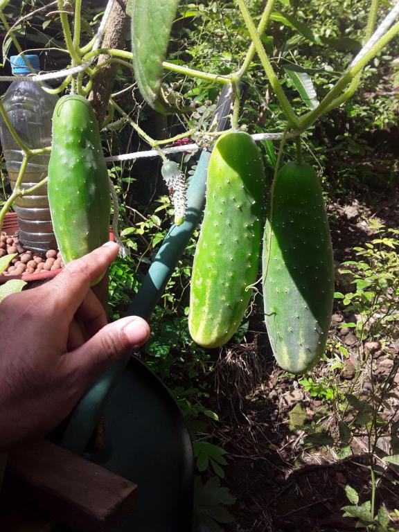 una persona sosteniendo una gran pimienta verde colgando de una planta en Royal Camping TENTE NON INCLUSE Espace Camping en Patio