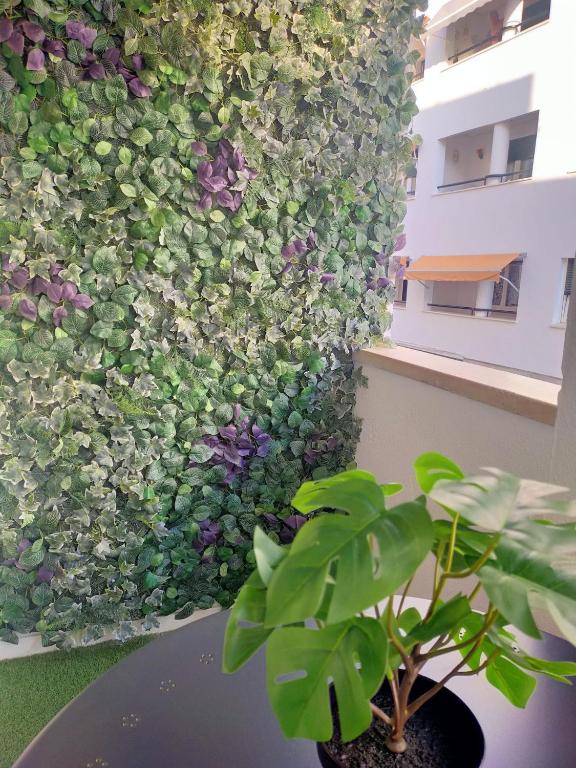 Zahrada ubytování BASTINAZO ALOHADREAM - PREMIUM - La mejor ubicación con Aire Acondicionado, Insonorización, Terraza y Equipamiento en El Puerto de Santa María - Grupo de solo menores de 25 no aceptados salvo fianza adicional