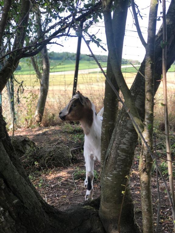 a brown and white dog standing between trees at Charmante Maison Pierres 1768 in Polisy