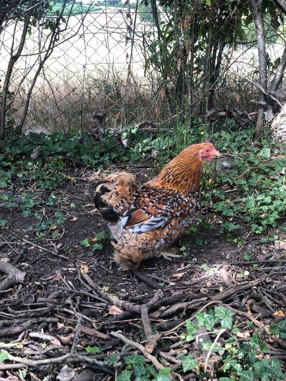 a chicken sitting on the ground in the grass at Charmante Maison Pierres 1768 in Polisy