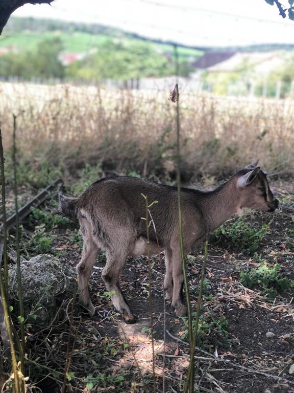 a goat standing in a field next to a fence at Charmante Maison Pierres 1768 in Polisy