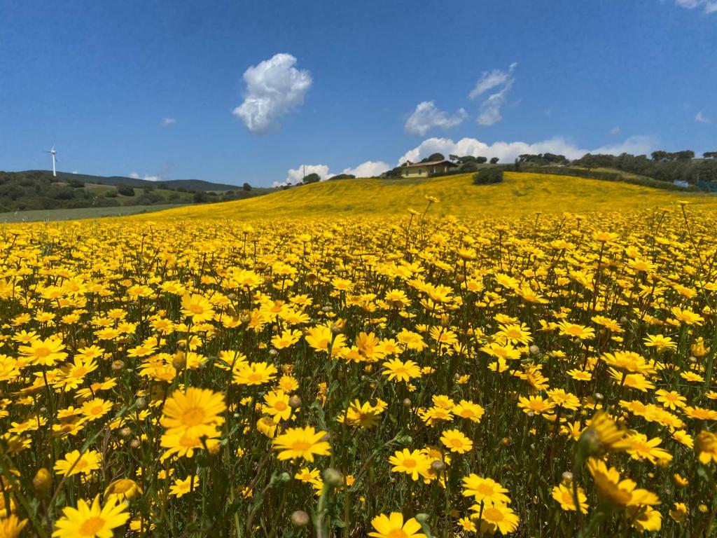 a field of yellow flowers on a hill at San Leonardo Country House in Calangianus