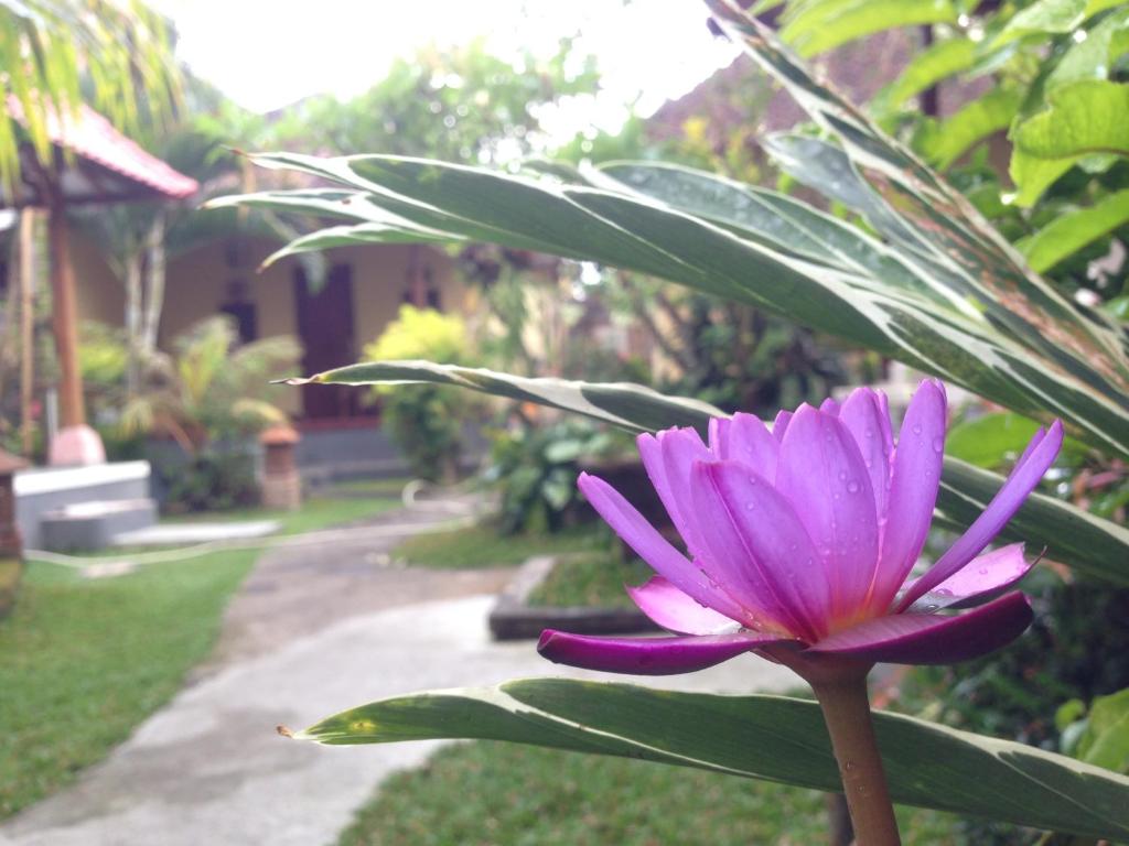 Zahrada ubytování DIMUWA Ubud